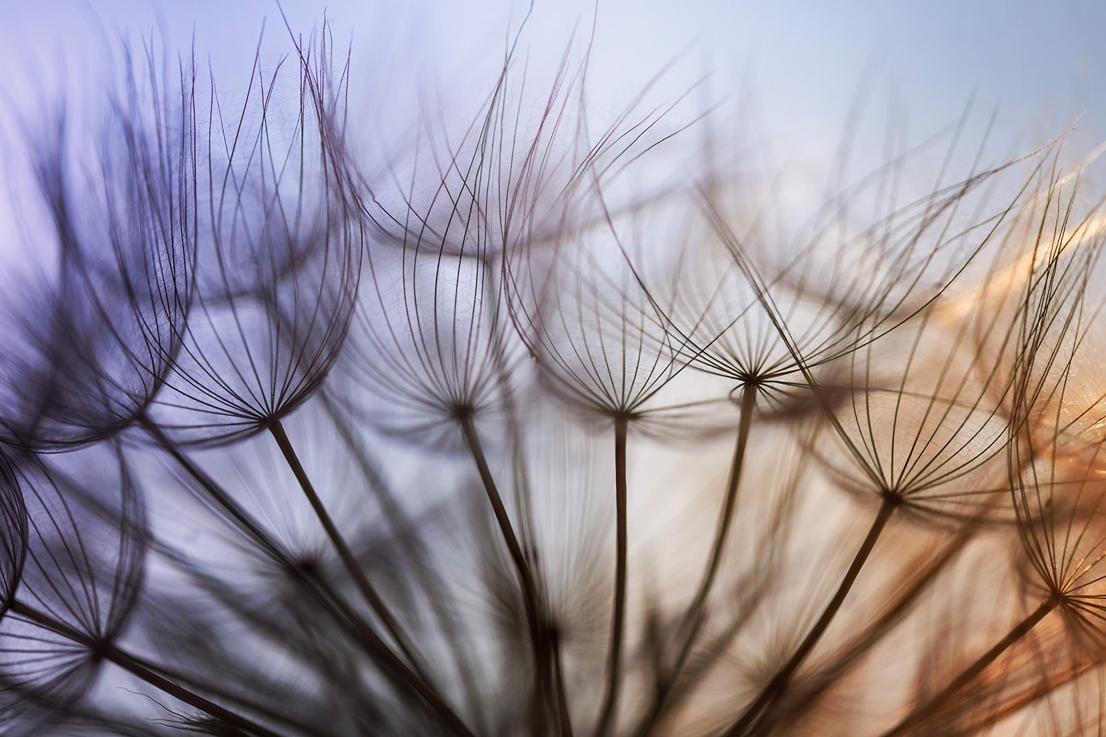 dandelion seeds