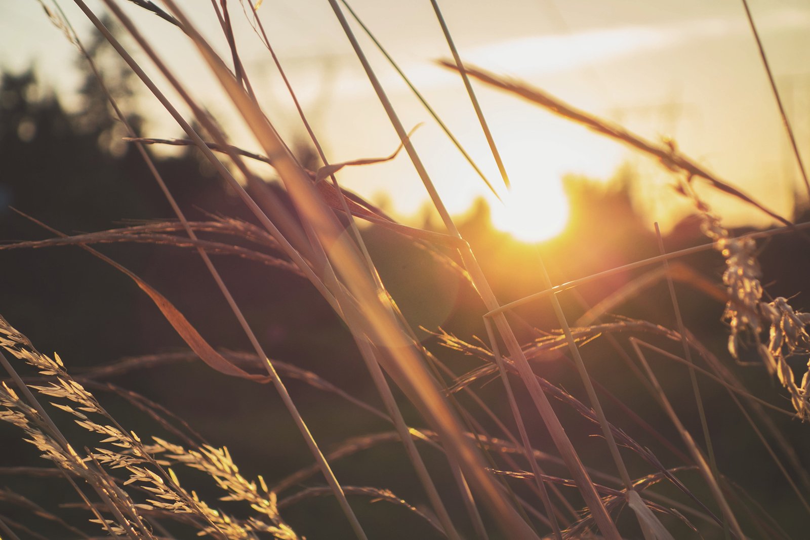 tall grass at sunset
