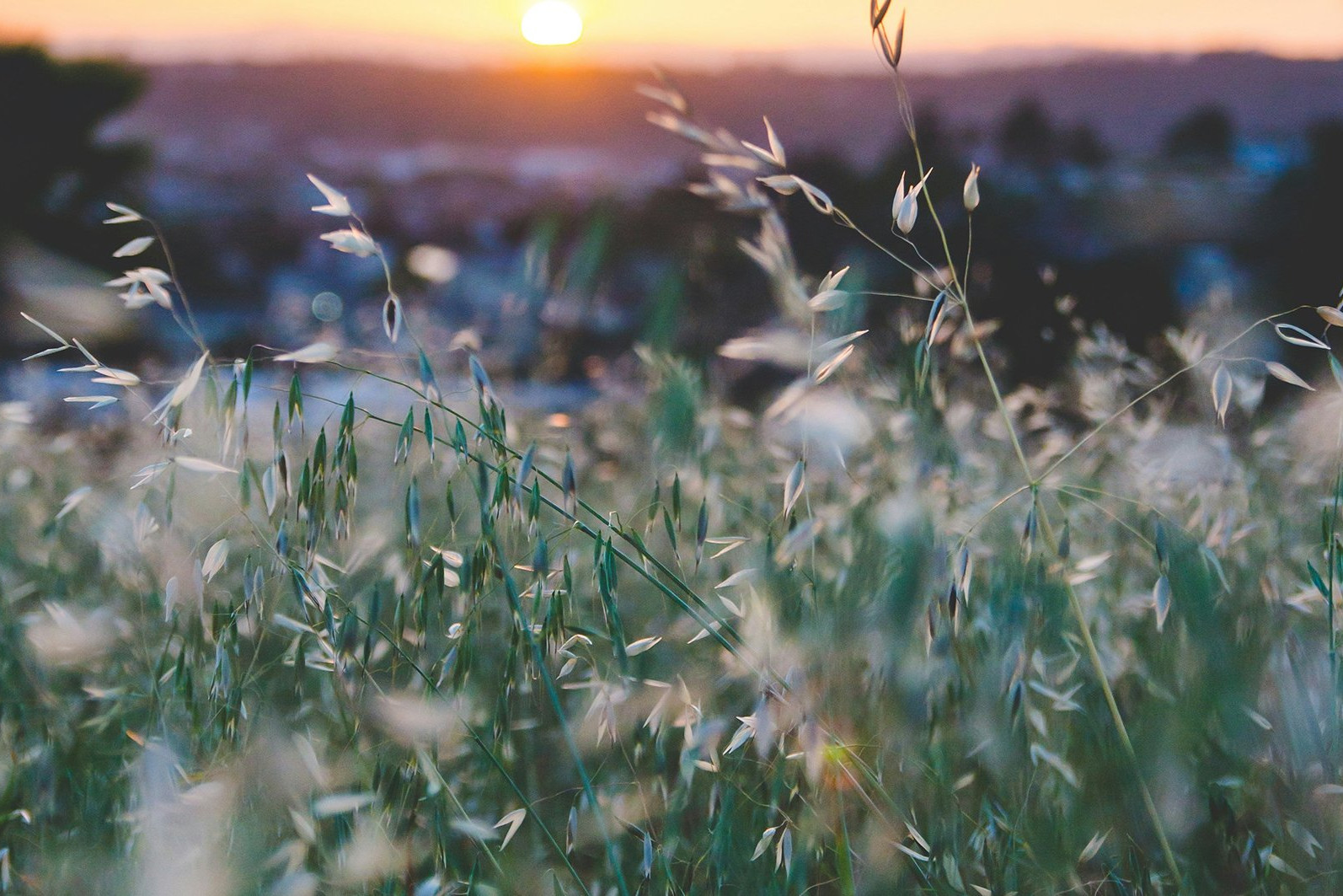 tall grass at sunset